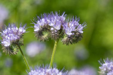 Dancy phacelia (facelia tanacetifolia) çiçeklerinin açılışını kapat