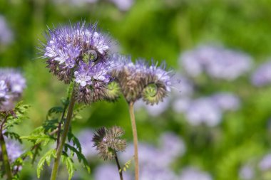 Dancy phacelia (facelia tanacetifolia) çiçeklerinin açılışını kapat