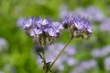 Dancy phacelia (facelia tanacetifolia) çiçeklerinin açılışını kapat