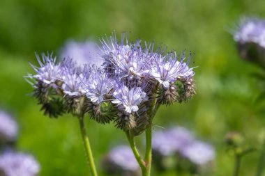 Dancy phacelia (facelia tanacetifolia) çiçeklerinin açılışını kapat