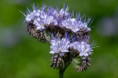 Dancy phacelia (facelia tanacetifolia) çiçeklerinin açılışını kapat