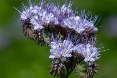 Dancy phacelia (facelia tanacetifolia) çiçeklerinin açılışını kapat