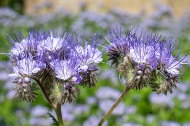 Dancy phacelia (facelia tanacetifolia) çiçeklerinin açılışını kapat