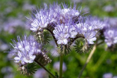 Dancy phacelia (facelia tanacetifolia) çiçeklerinin açılışını kapat