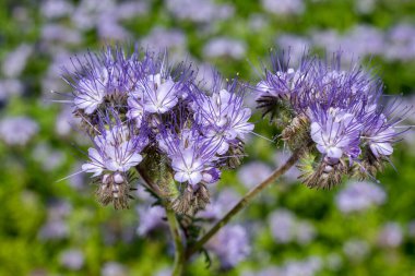 Dancy phacelia (facelia tanacetifolia) çiçeklerinin açılışını kapat
