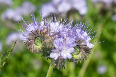 Dancy phacelia (facelia tanacetifolia) çiçeklerinin açılışını kapat