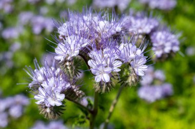 Dancy phacelia (facelia tanacetifolia) çiçeklerinin açılışını kapat