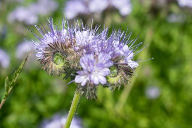 Dancy phacelia (facelia tanacetifolia) çiçeklerinin açılışını kapat
