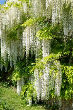 Beyaz wisteria çiçek çiçeklenme