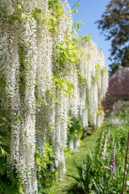 Beyaz wisteria çiçek çiçeklenme