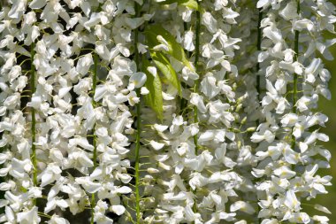 Close up of white wisteria flowers in bloom