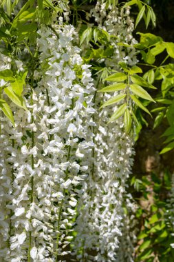 Close up of white wisteria flowers in bloom