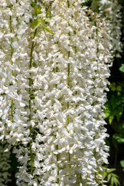 Close up of white wisteria flowers in bloom