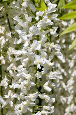 Close up of white wisteria flowers in bloom