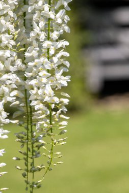 Close up of white wisteria flowers in bloom