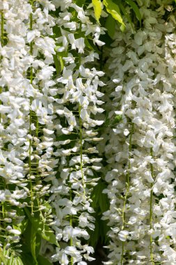 Close up of white wisteria flowers in bloom