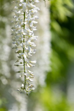Close up of white wisteria flowers in bloom