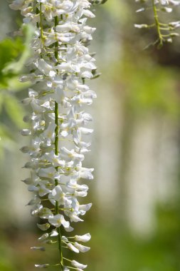 Close up of white wisteria flowers in bloom