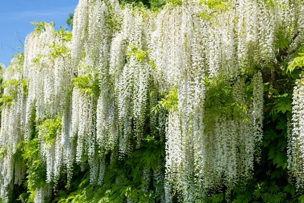 Valkoinen Wisteria Kukkia Kukassa — kuvapankkivalokuva