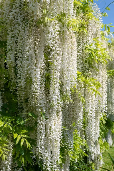 White wisteria flowers in bloom