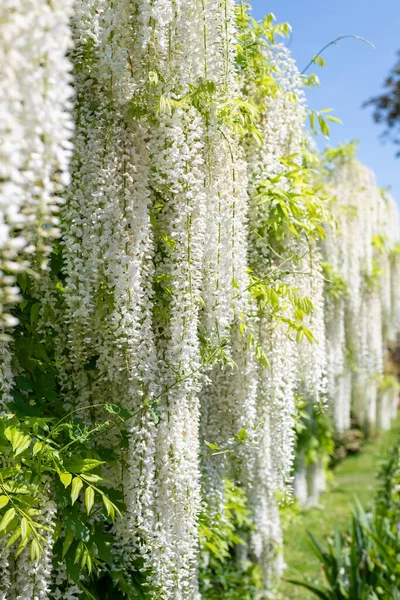 stock image White wisteria flowers in bloom