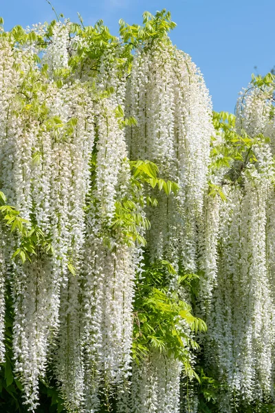 White wisteria flowers in bloom