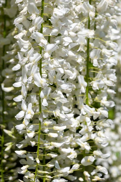 Close White Wisteria Flowers Bloom — Photo