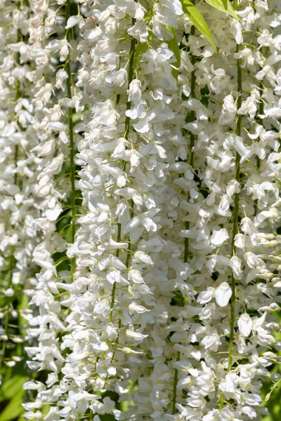 Close up of white wisteria flowers in bloom