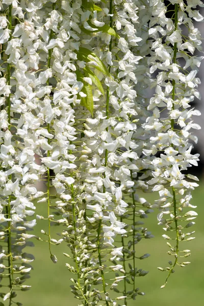 Close White Wisteria Flowers Bloom — Photo