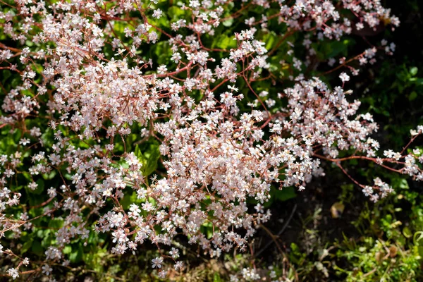 London Pride Saxifraga Urbium Flowers Bloom — Stock Photo, Image