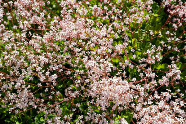 伦敦骄傲 Saxifraga Urbium 花朵盛开 — 图库照片