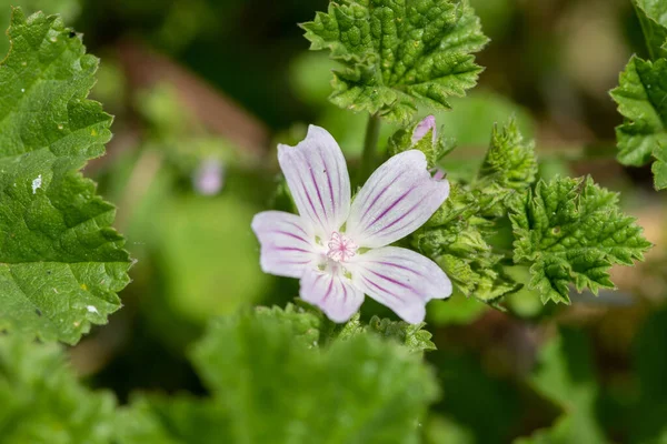 stock image Close up of a common mallow (malva neglecta) flower in bloom