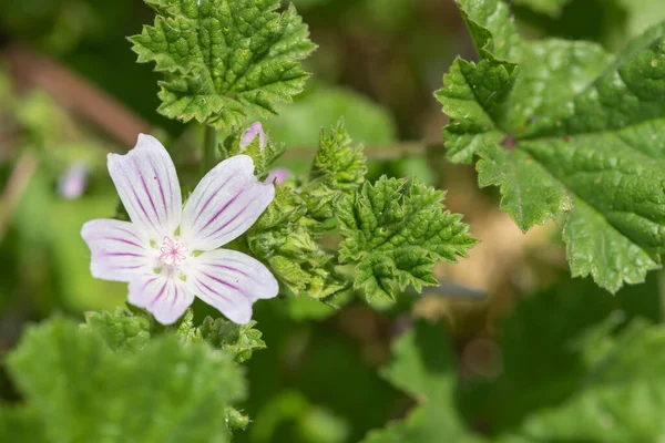 Çiçek açan yaygın bir yaban ördeğine (malva ihmalta) yakın plan