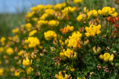 Çiçek açmış kuşların ayak tırabzanının (lotus corniculatus) yakınında.