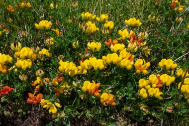 Çiçek açmış kuşların ayak tırabzanının (lotus corniculatus) yakınında.