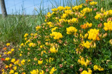 Çiçek açmış kuşların ayak tırabzanının (lotus corniculatus) yakınında.