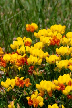 Çiçek açmış kuşların ayak tırabzanının (lotus corniculatus) yakınında.