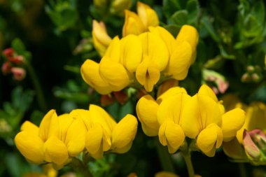 Çiçek açmış kuşların ayak tırabzanının (lotus corniculatus) yakınında.