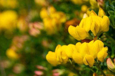 Çiçek açmış kuşların ayak tırabzanının (lotus corniculatus) yakınında.