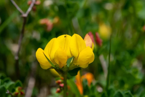 stock image Close up of birds foot trefoil (lotus corniculatus) flowers in bloom