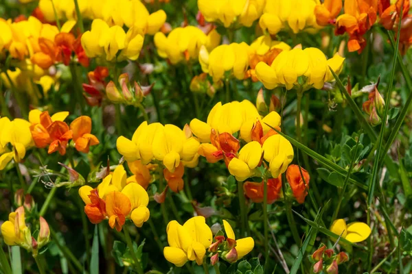 stock image Close up of birds foot trefoil (lotus corniculatus) flowers in bloom