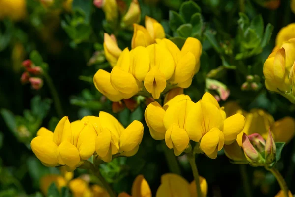 stock image Close up of birds foot trefoil (lotus corniculatus) flowers in bloom