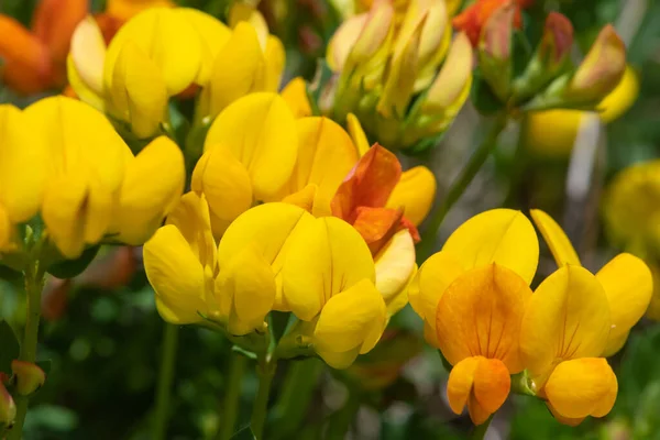 stock image Close up of birds foot trefoil (lotus corniculatus) flowers in bloom