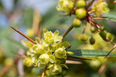 Çiçek açmış yeşil böğürtlen çiçeklerini kapat