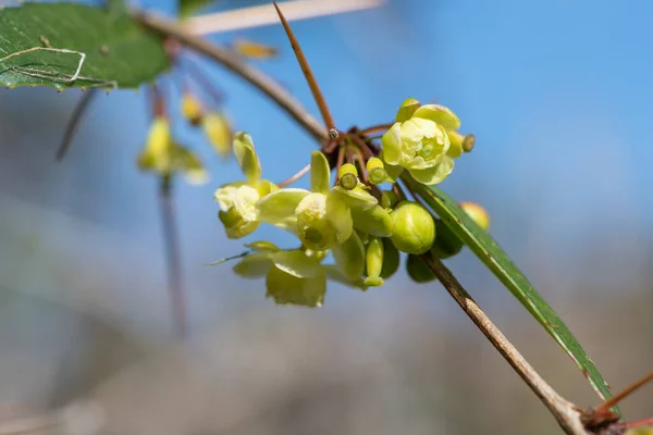 stock image Close up of green barberry flowers in bloom