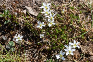 Leadwort (minuartia verna) çiçeklerinin açılışını kapat