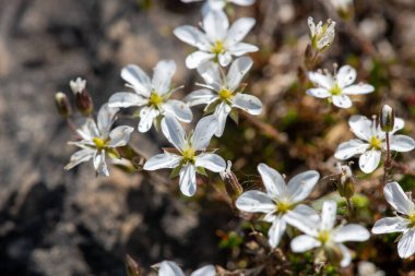 Leadwort (minuartia verna) çiçeklerinin açılışını kapat