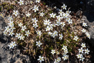 Leadwort (minuartia verna) çiçeklerinin açılışını kapat