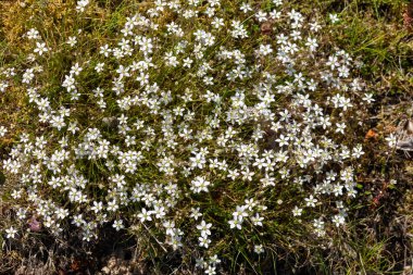 Leadwort (minuartia verna) çiçeklerinin açılışını kapat
