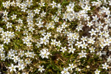 Leadwort (minuartia verna) çiçeklerinin açılışını kapat